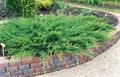 Juniperus sabina